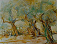 3 Olivenbäume. Öl. 80 x 100